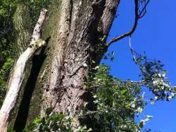 Bomen rooien in Alphen-Chaam